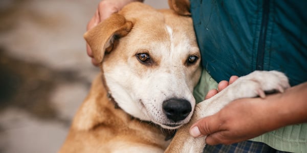 My dog gets aggressive at hot sale the vet